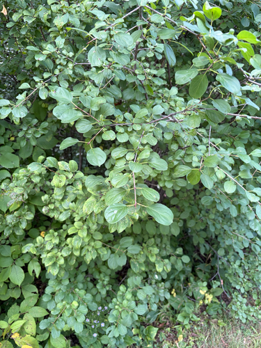 common buckthorn