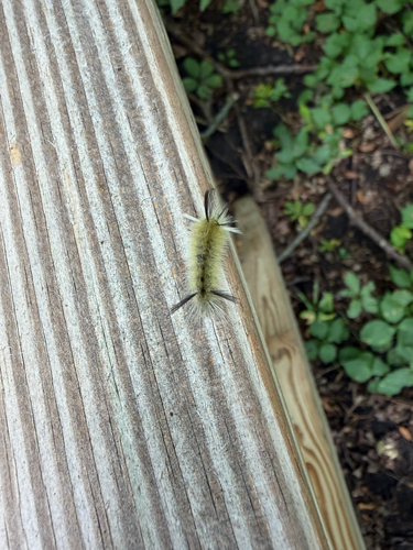 Banded Tussock Moth