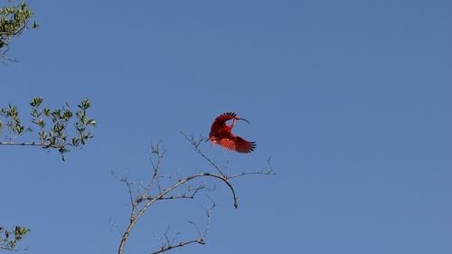 Scarlet Ibis