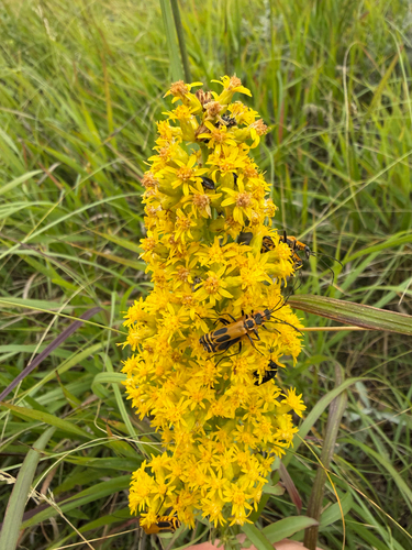 Goldenrod Soldier Beetle