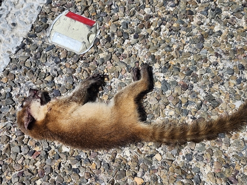 White-nosed Coati