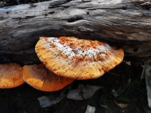 Southern Cinnabar Polypore