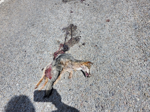 Gray Fox