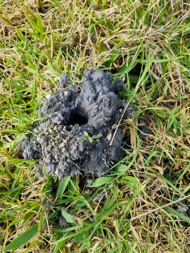 Engaeus strictifrons