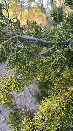 redberry juniper