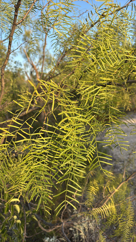 honey mesquite