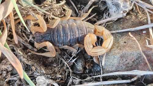 Indian Red Scorpion