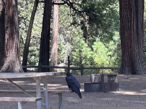 iNaturalist observation photo of Common Raven