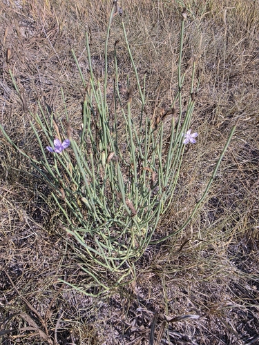 rush skeletonplant