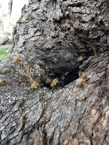 Western Honey Bee