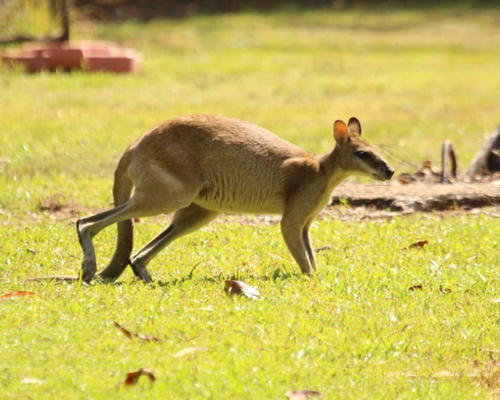 Agile Wallaby