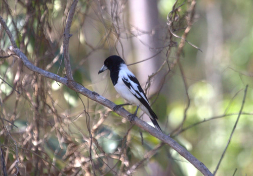 Pied Butcherbird
