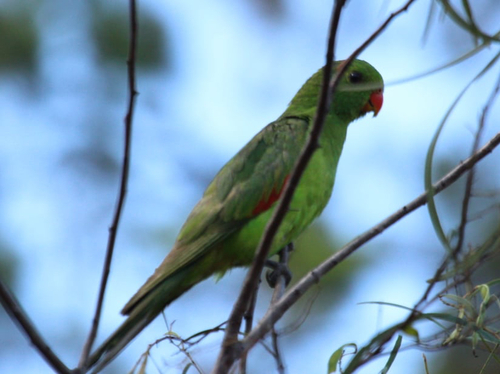 Red-winged Parrot