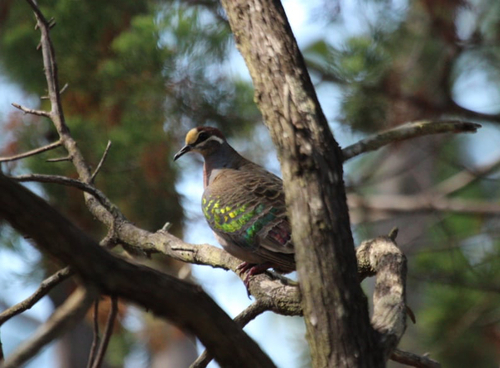 Common Bronzewing