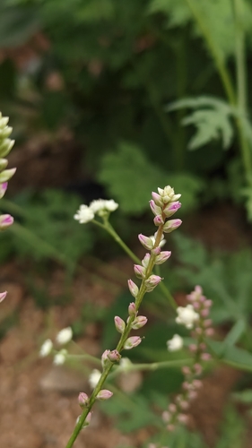 False Amaranth