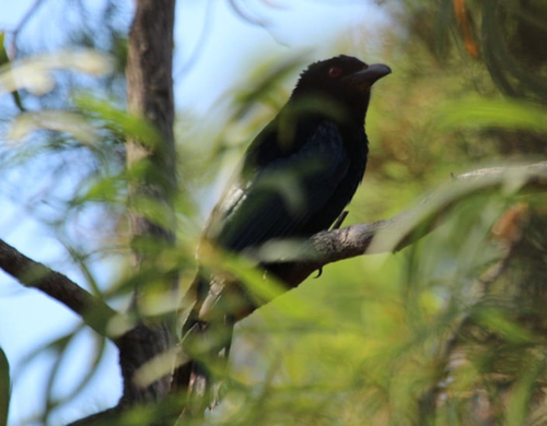 Spangled Drongo