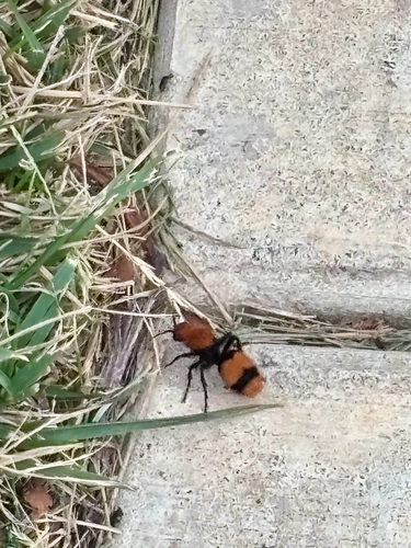 Common Eastern Velvet Ant