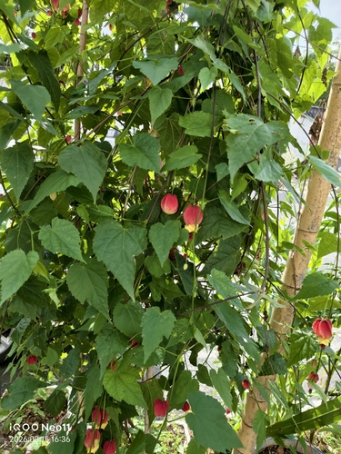 Trailing abutilon