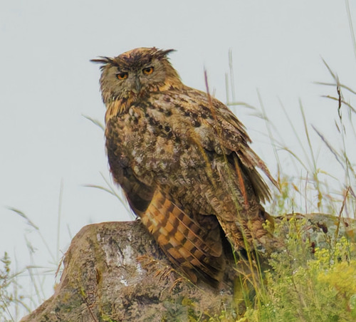 Eurasian Eagle-Owl