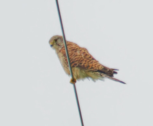 Eurasian Kestrel