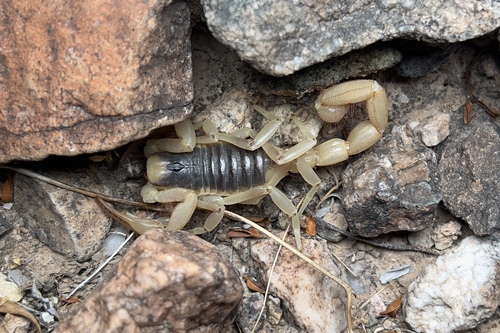 Desert Hairy Scorpion