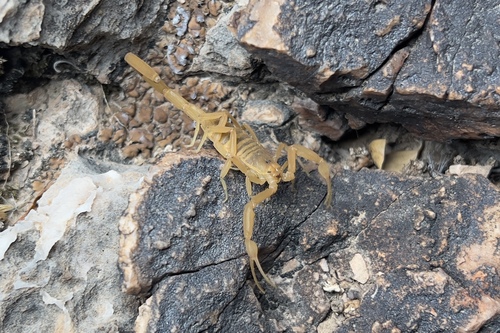 Arizona Bark Scorpion