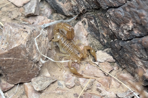 Stripe-tailed Scorpion