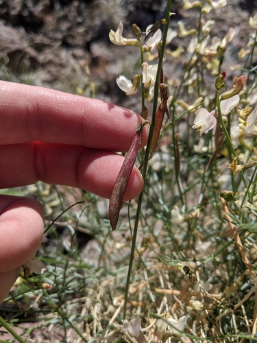 Astragalus convallarius var. margaretiae