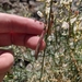 Astragalus convallarius margaretiae - Photo (c) CodyEB, todos los derechos reservados, subido por CodyEB