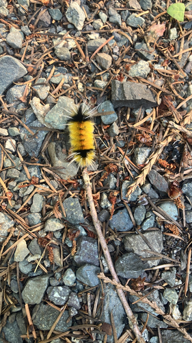 Spotted Tussock Moth