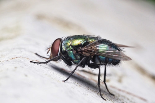 Lucilia hainanensis