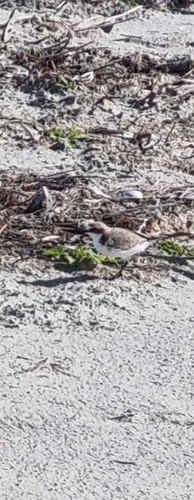 Red-capped Plover