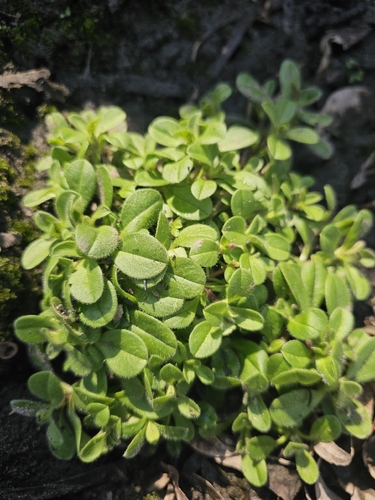 Sticky mouse-ear chickweed