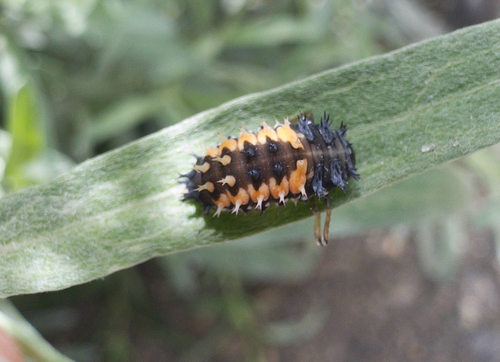 Asian Lady Beetle