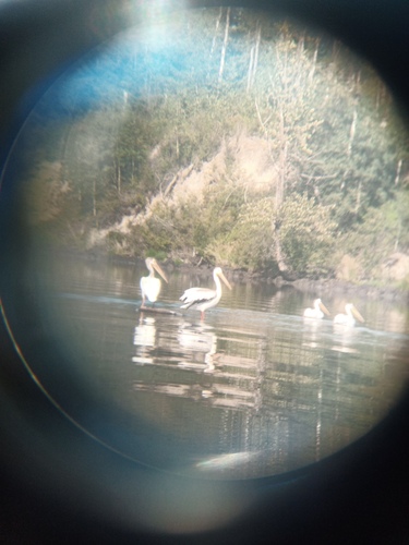 American White Pelican