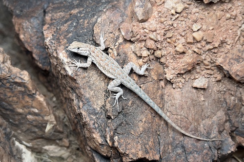Common Side-blotched Lizard