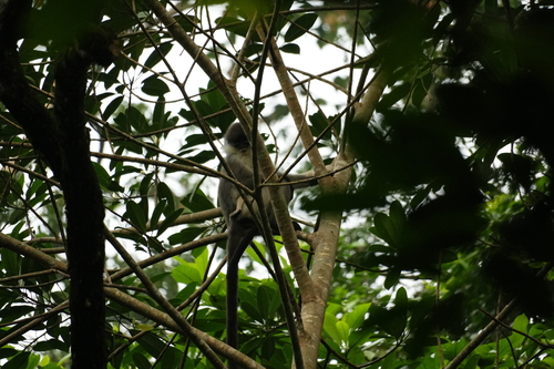 White-thighed Surili