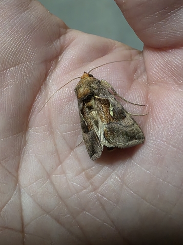 Pink-washed Looper Moth