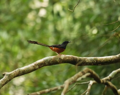 White-rumped Shama