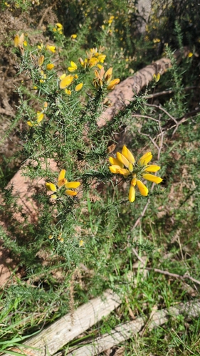 gorse