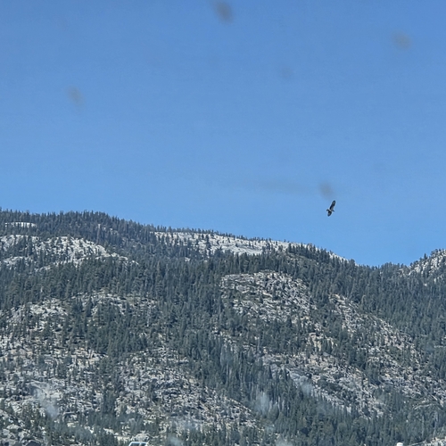 iNaturalist observation photo of American Osprey