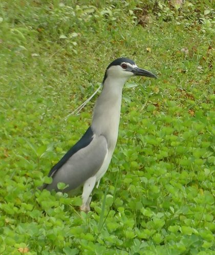 Black-crowned Night Heron