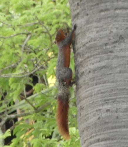 Pallas' Squirrel