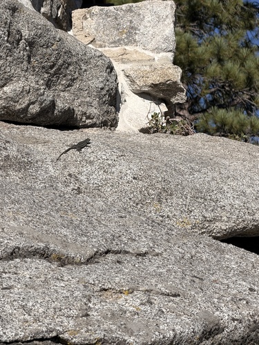 iNaturalist observation photo of Western Fence Lizard