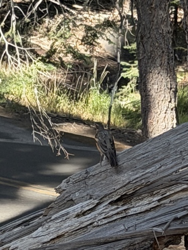 iNaturalist observation photo of American Robin