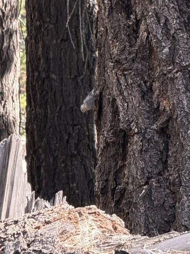 iNaturalist observation photo of Pygmy Nuthatch