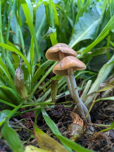 Psilocybe subaeruginosa