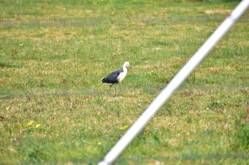 White-necked Heron