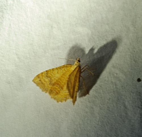 Yellow Shell Moth