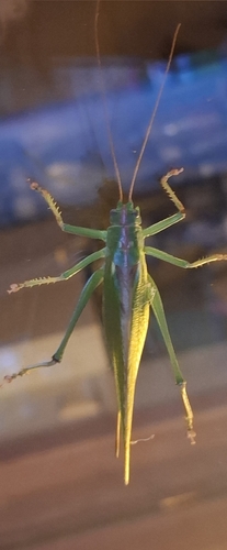 Great Green Bush-cricket